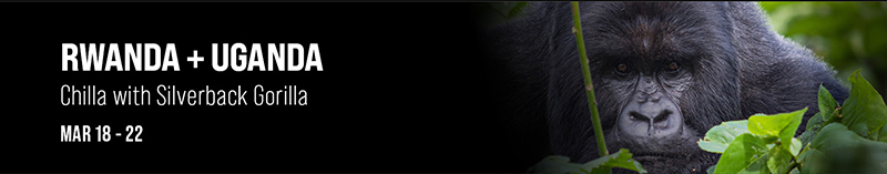 Chilla with Silverback Gorilla | Journey Across Rwanda + Uganda